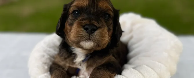 HPF - A brown and black puppy sits in a soft white blanket inside a woven basket on a table, with greenery and blurred trees in the background. - Happy Farm Puppies