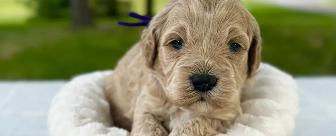 HPF - A light brown puppy with a blue ribbon lies in a round, plush basket on a table, with green trees and grass in the background. - Happy Farm Puppies