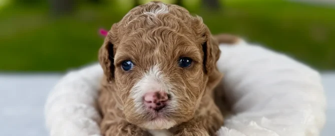 HPF - A small, curly-haired puppy sits in a soft, white-lined basket on a table, with greenery and blurred trees in the background. - Happy Farm Puppies