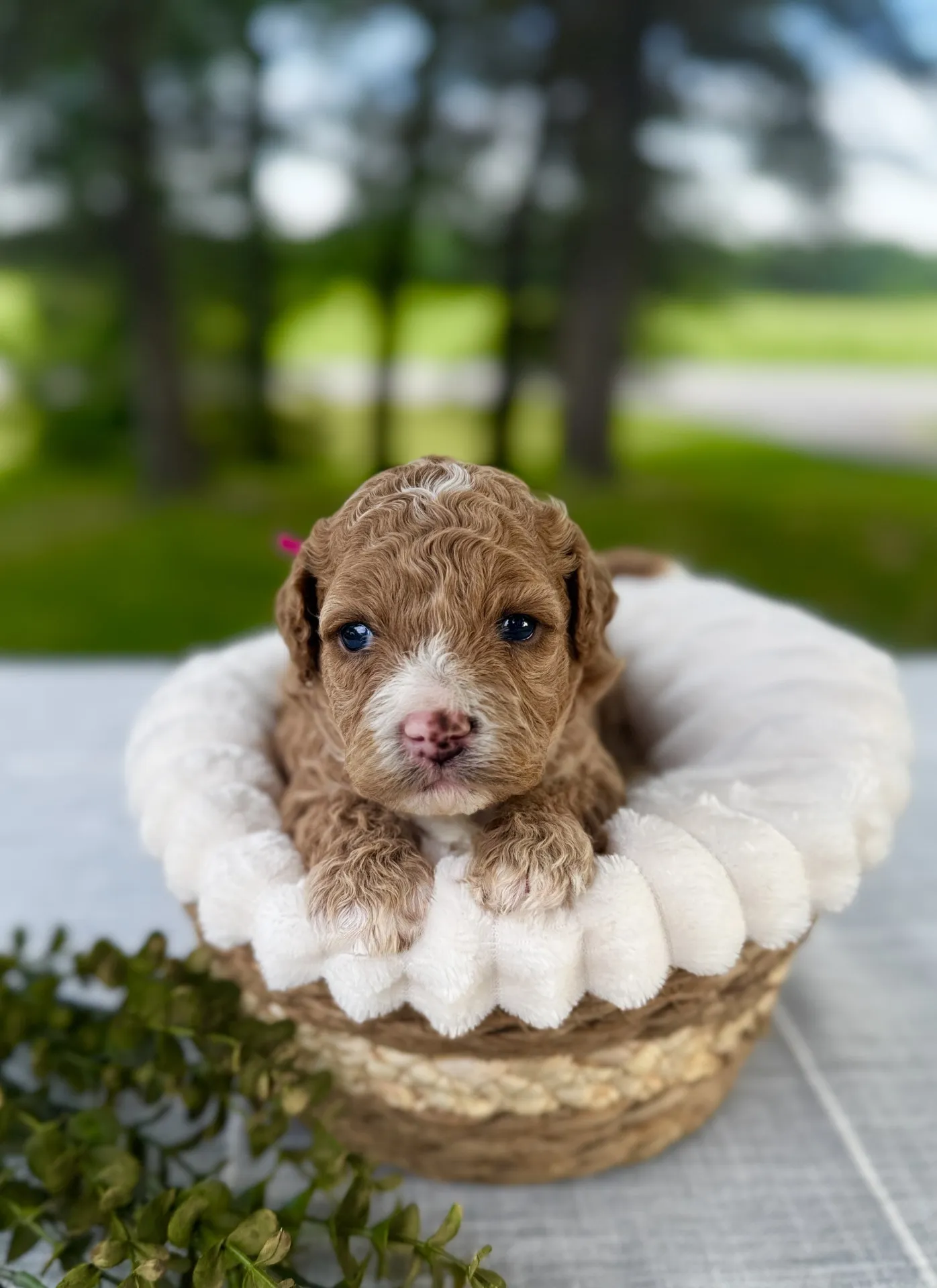 HPF - A small, curly-haired puppy sits in a soft, white-lined basket on a table, with greenery and blurred trees in the background. - Happy Farm Puppies