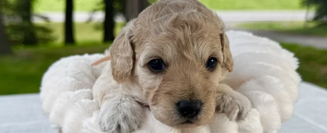 HPF - A small curly-haired puppy lies in a woven basket lined with a soft white blanket, set on a table outdoors with trees and greenery in the background. - Happy Farm Puppies