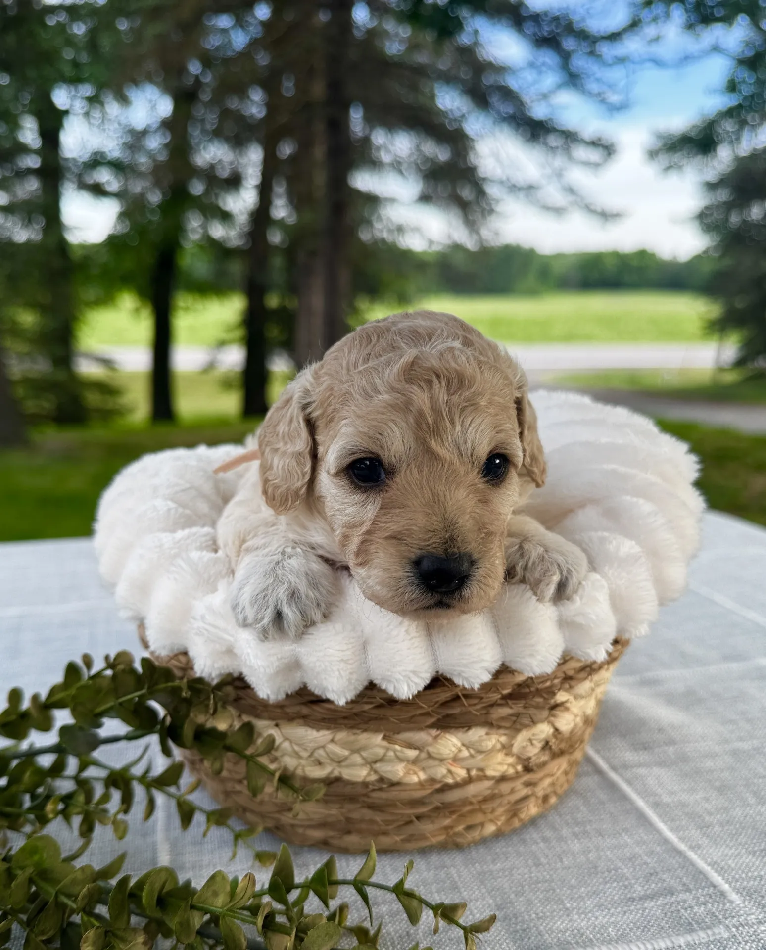 HPF - A small curly-haired puppy lies in a woven basket lined with a soft white blanket, set on a table outdoors with trees and greenery in the background. - Happy Farm Puppies