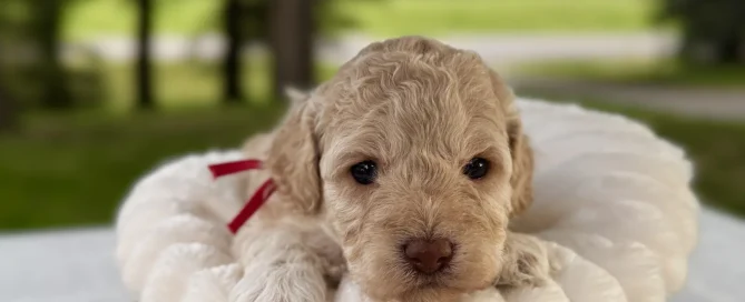 HPF - A curly-haired puppy with a red ribbon sits in a plush white bed inside a woven basket, outdoors with trees and grass in the background. - Happy Farm Puppies