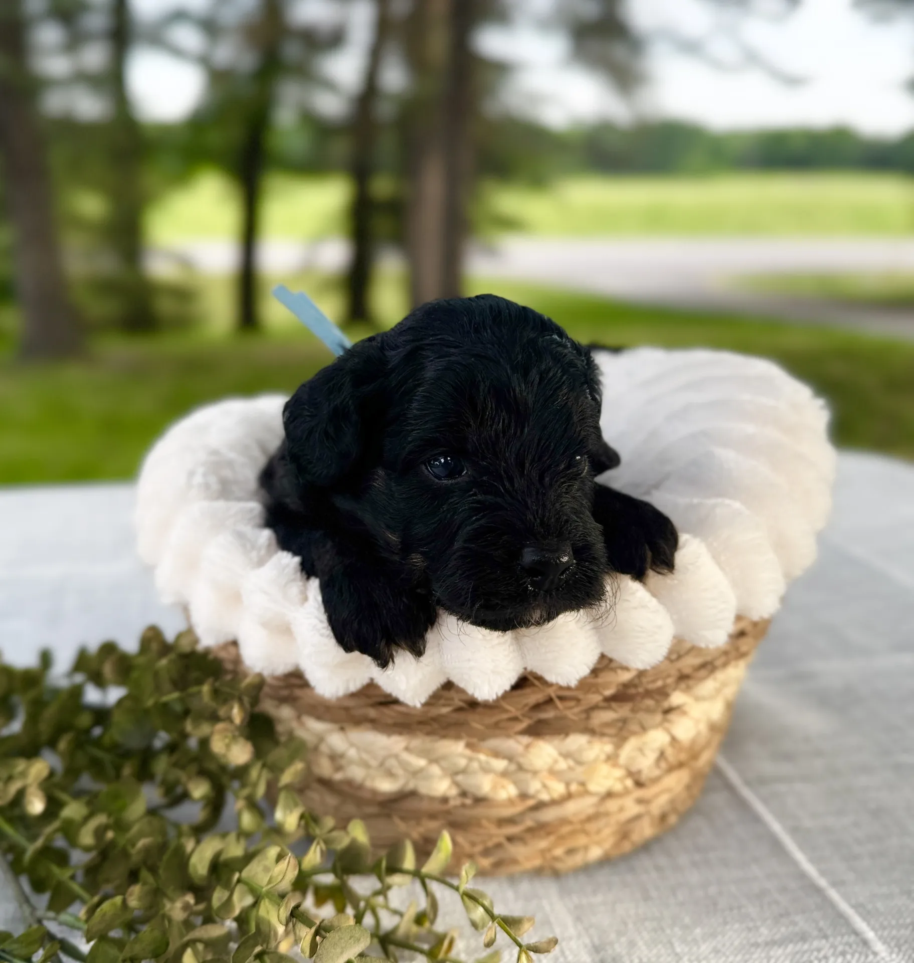 HPF - A small black puppy with a blue collar sits in a white, cushioned basket on a table outdoors, with greenery and trees in the background. - Happy Farm Puppies