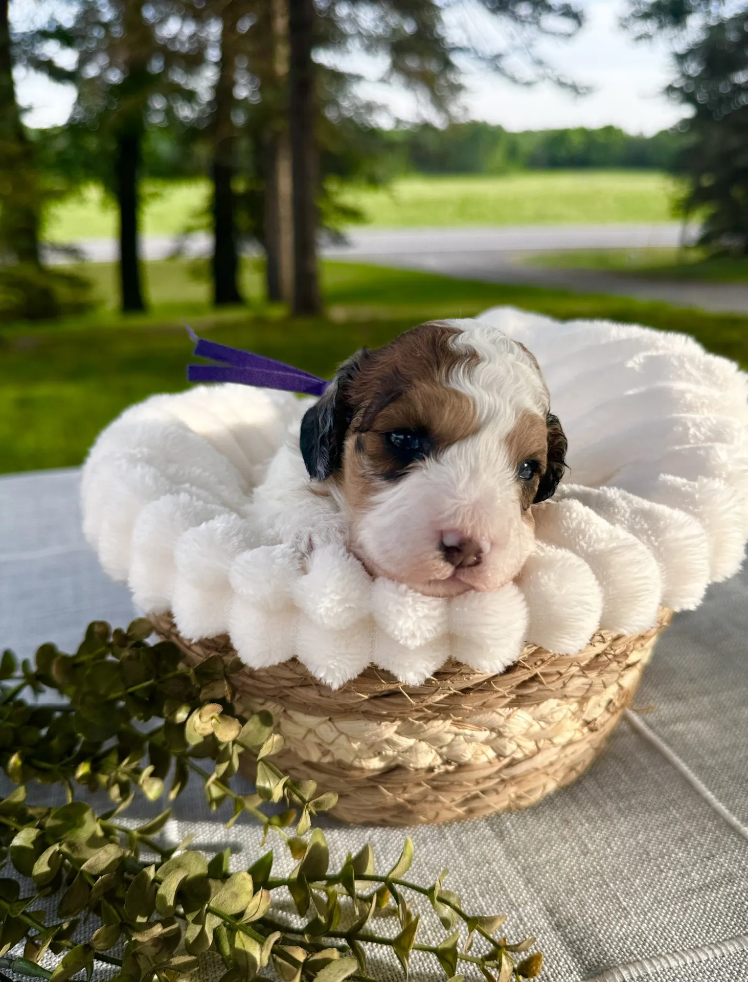 HPF - A small brown and white puppy rests in a woven basket lined with a soft white blanket, with greenery nearby and a blurred outdoor background. - Happy Farm Puppies