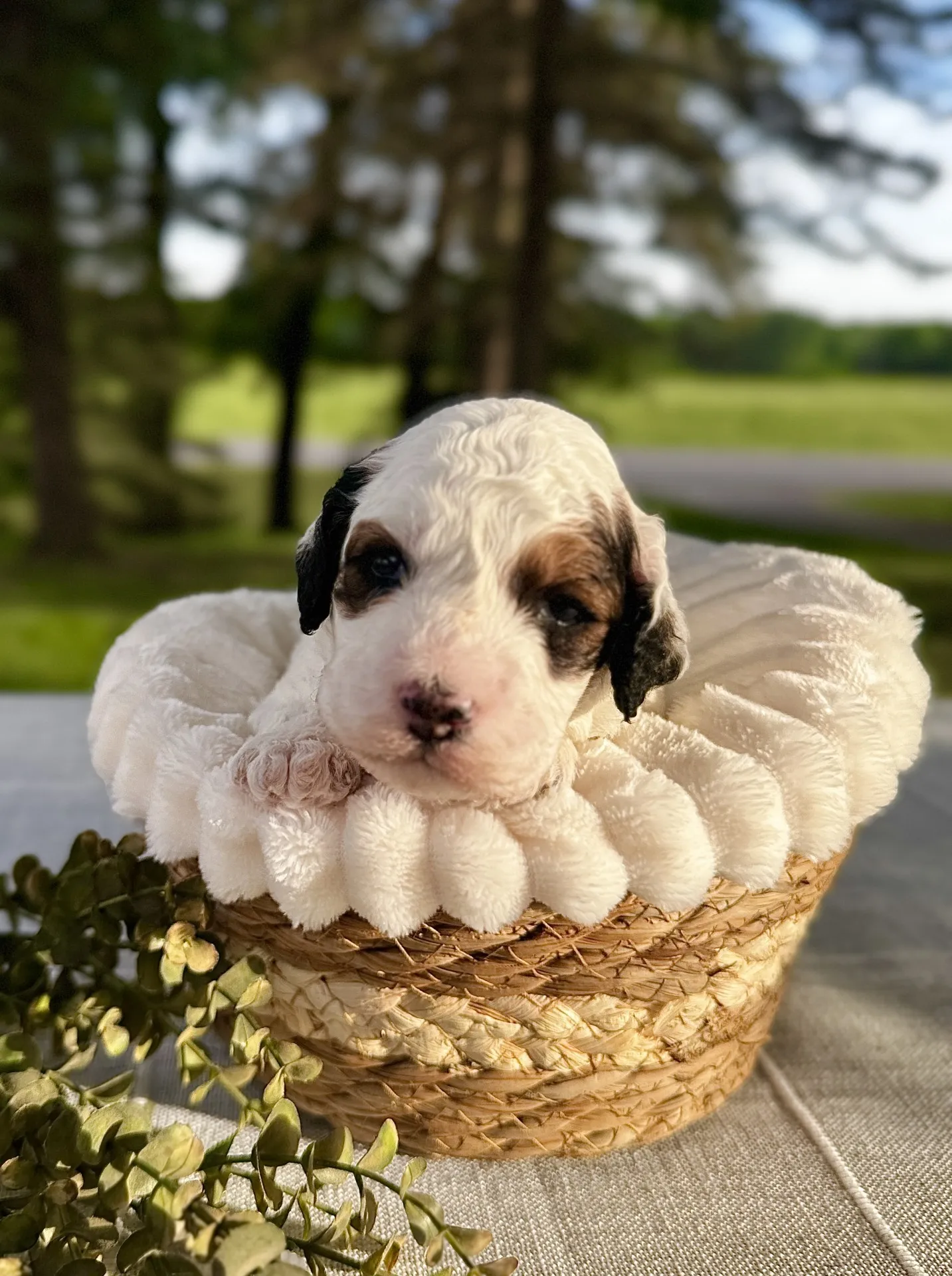HPF – A small, curly-haired puppy lies in a plush, round basket on a table outdoors with green trees and grass in the background. – Happy Farm Puppies HPF - A small, curly-haired puppy lies in a plush, round basket on a table outdoors with green trees and grass in the background. - Happy Farm Puppies