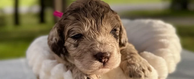 HPF - A small curly-haired puppy sits in a woven basket lined with a white blanket, outdoors with greenery and trees in the background. - Happy Farm Puppies