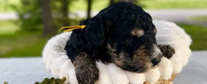 HPF - A black and tan curly-haired puppy rests in a wicker basket lined with a white blanket, with greenery in the foreground and trees in the background. - Happy Farm Puppies