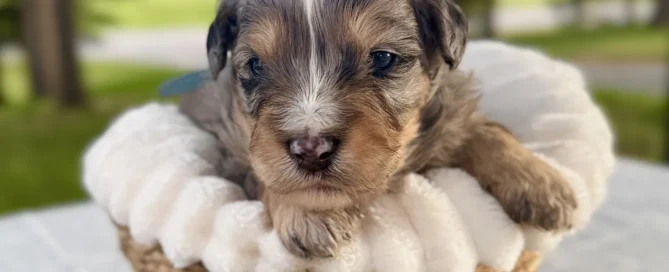 HPF - A small, brown and gray puppy sits in a soft white blanket inside a woven basket, with greenery in front and trees blurred in the background. - Happy Farm Puppies