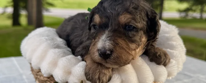HPF - A small curly-haired puppy lies in a soft, white-lined basket on an outdoor table, with greenery and trees visible in the background. - Happy Farm Puppies