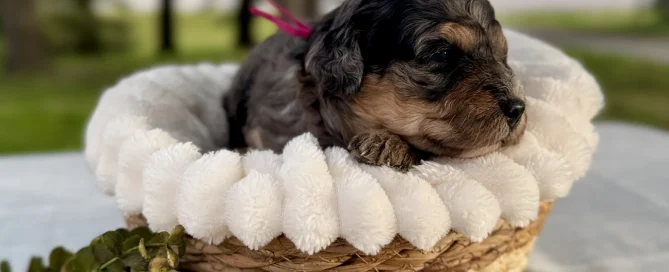 HPF - A small puppy with a pink ribbon rests in a soft, white-lined woven basket on a table outdoors with greenery in the background. - Happy Farm Puppies