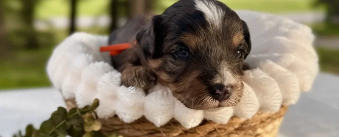 HPF - A small brown and black puppy with a white patch on its head lies in a woven basket lined with a white blanket, placed on a table outdoors with greenery in the background. - Happy Farm Puppies