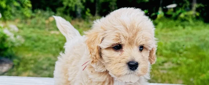 HPF - A small, fluffy light brown puppy stands on a white surface outdoors with green trees and grass in the background. - Happy Farm Puppies