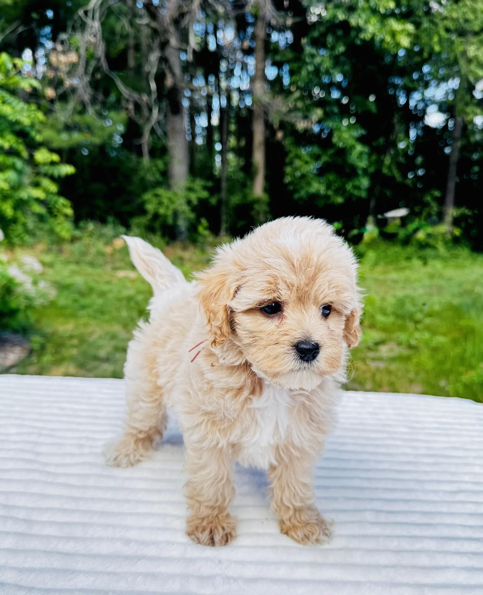 HPF - A small, fluffy light brown puppy stands on a white surface outdoors with green trees and grass in the background. - Happy Farm Puppies