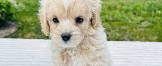 HPF - Small fluffy cream-colored puppy with a light blue collar sits on a white textured surface outdoors, with green trees and grass in the background. - Happy Farm Puppies