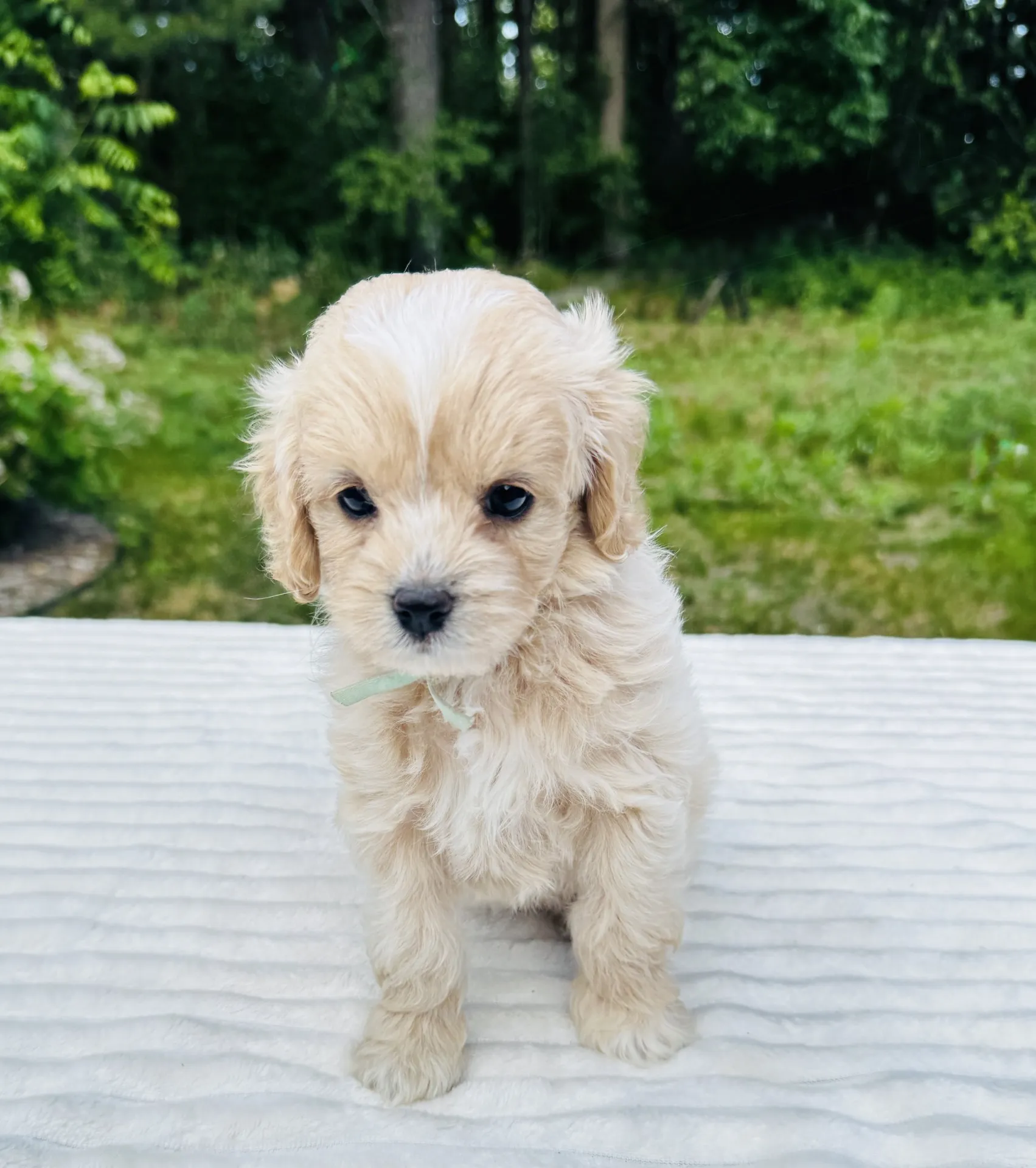 HPF - Small fluffy cream-colored puppy with a light blue collar sits on a white textured surface outdoors, with green trees and grass in the background. - Happy Farm Puppies