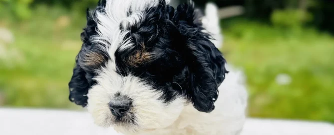HPF - A small, curly-haired black and white puppy stands on a white surface outdoors with green foliage in the background. - Happy Farm Puppies