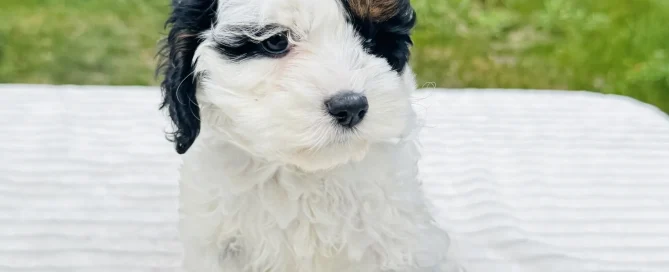 HPF - A small white and black puppy with curly fur sits on a white textured surface outdoors with greenery in the background. - Happy Farm Puppies