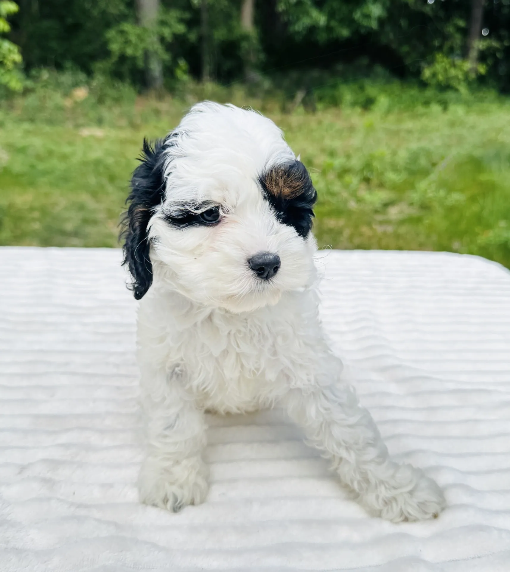 HPF - A small white and black puppy with curly fur sits on a white textured surface outdoors with greenery in the background. - Happy Farm Puppies