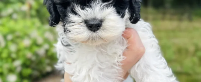 HPF - A person holds up a small black and white curly-haired puppy outdoors, with green foliage and trees in the background. - Happy Farm Puppies