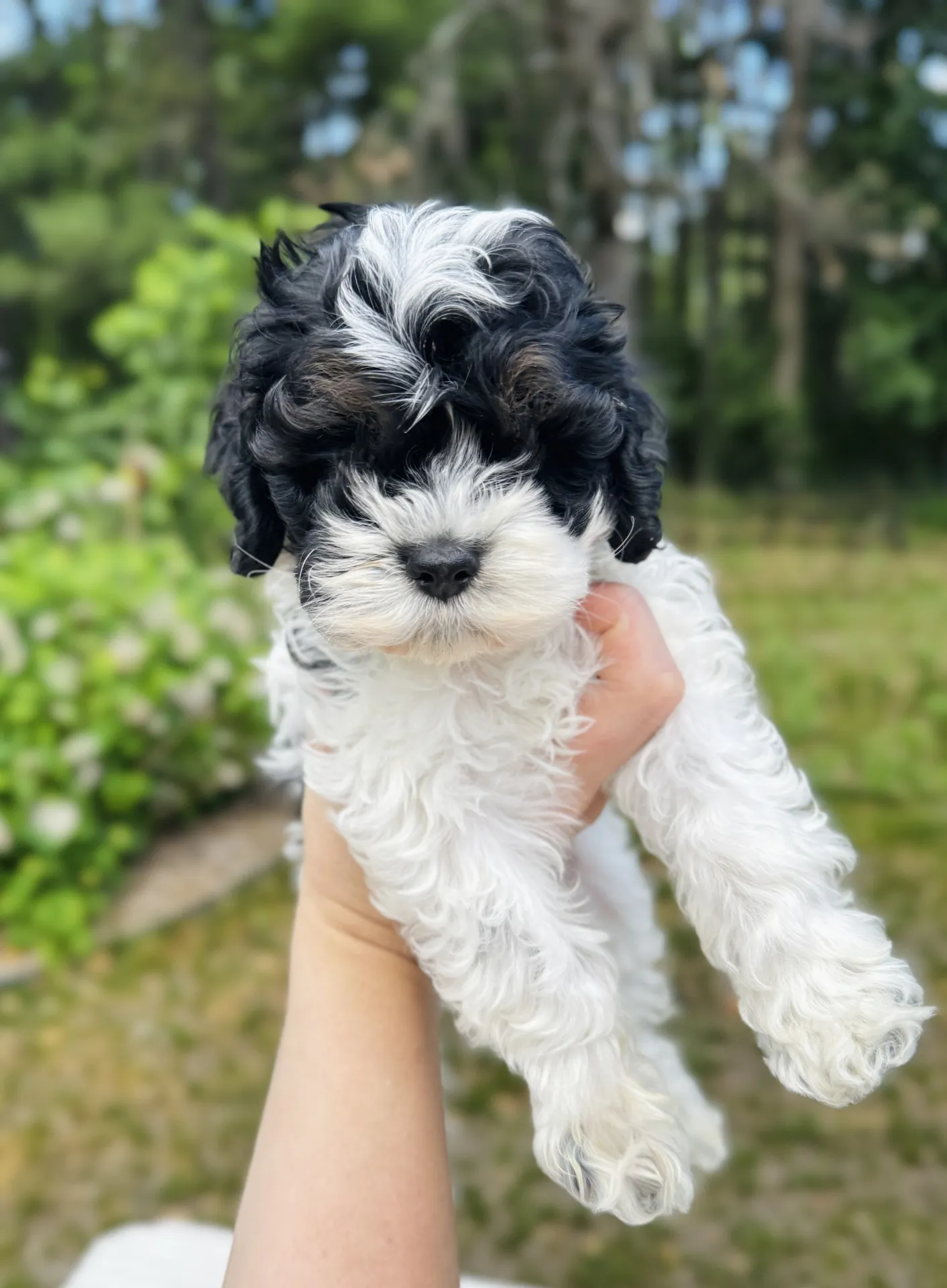 HPF - A person holds up a small black and white curly-haired puppy outdoors, with green foliage and trees in the background. - Happy Farm Puppies