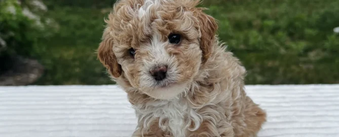 HPF - A small, curly-haired brown and white puppy sits on a white surface outdoors with green grass and trees in the background. - Happy Farm Puppies