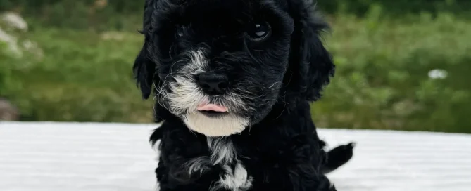 HPF - A small black puppy with curly fur and white markings on its chest and chin sits on a white surface outdoors, with green trees in the background. - Happy Farm Puppies