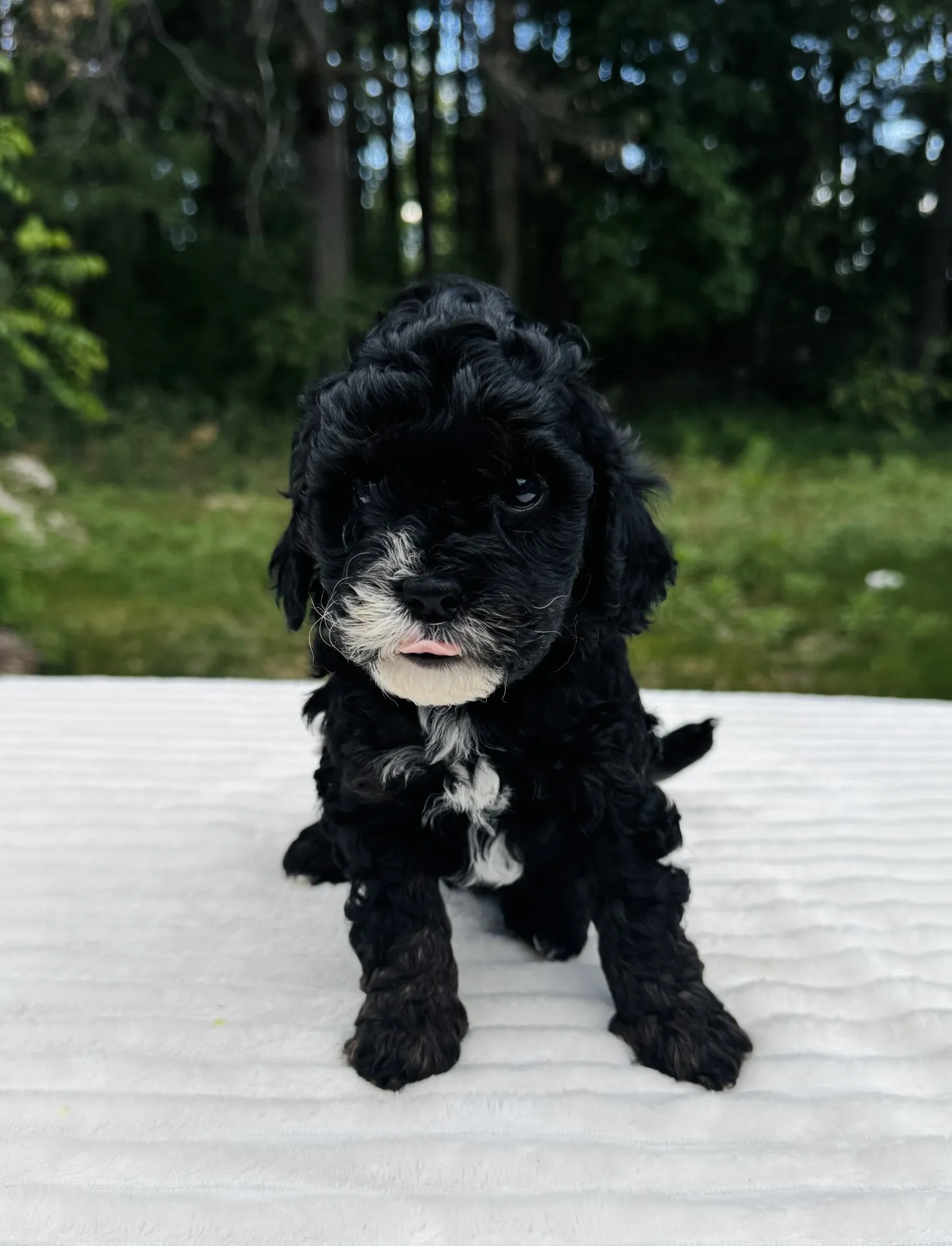 HPF - A small black puppy with curly fur and white markings on its chest and chin sits on a white surface outdoors, with green trees in the background. - Happy Farm Puppies