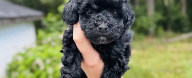 HPF - A person's hand holds up a small, curly-haired black puppy outdoors with greenery and trees in the background. - Happy Farm Puppies