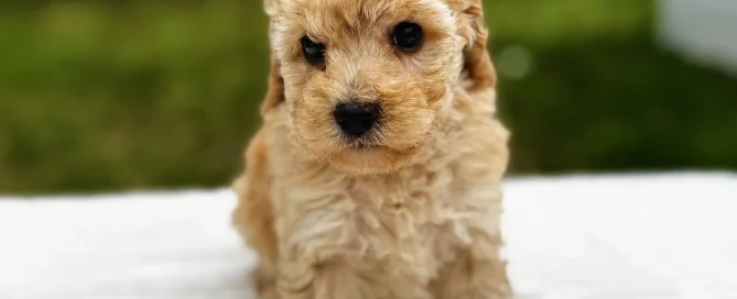HPF - A small, curly-haired puppy sits on a white blanket outdoors with green grass and trees in the background. - Happy Farm Puppies