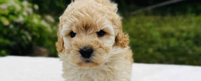 HPF - A small, curly-haired light brown puppy stands on a white surface outdoors, with green foliage and trees in the background. - Happy Farm Puppies