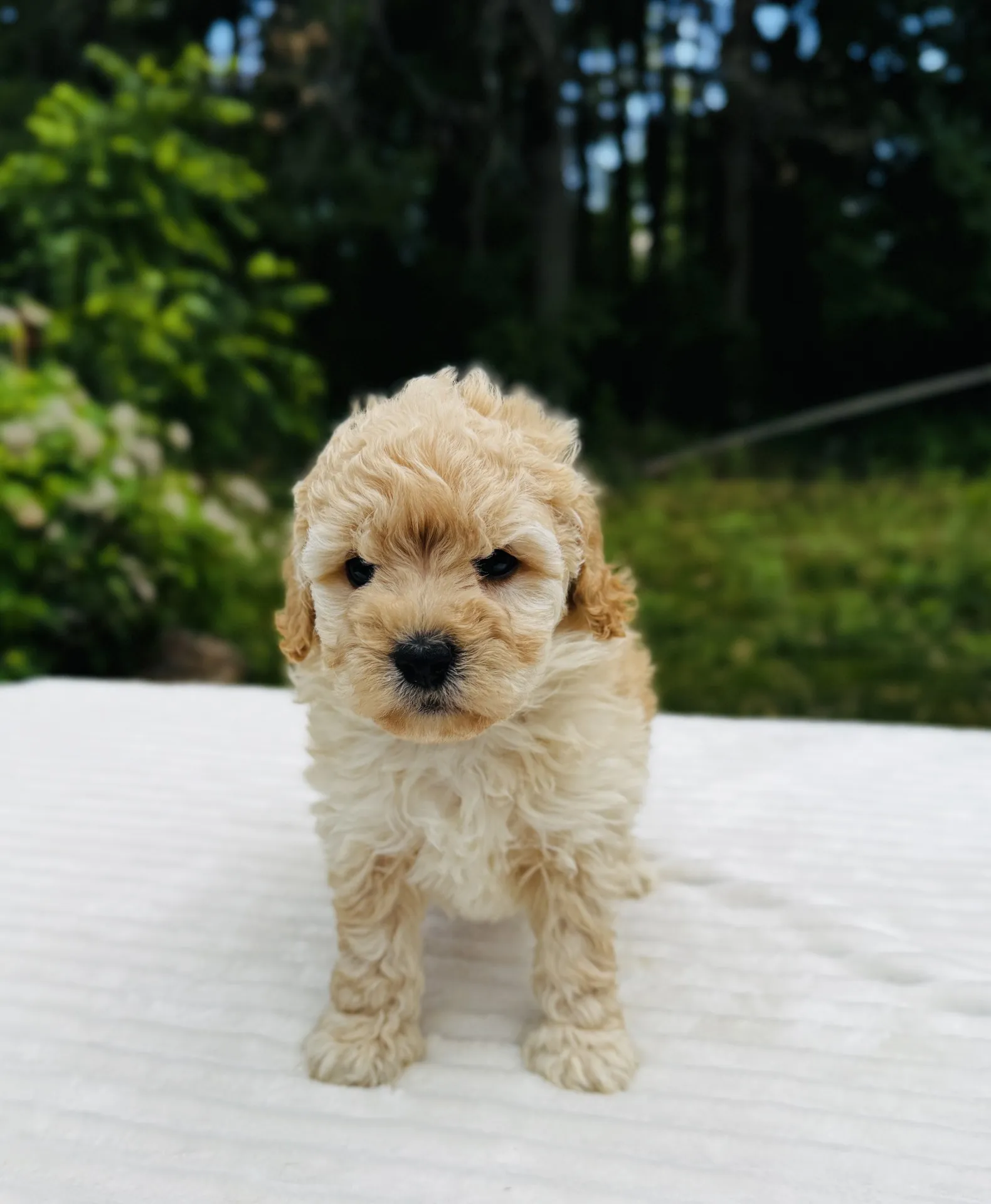 HPF - A small, curly-haired light brown puppy stands on a white surface outdoors, with green foliage and trees in the background. - Happy Farm Puppies