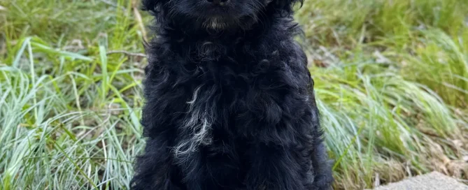 HPF - A small black puppy with a patch of white fur on its chest sits on a concrete path next to green grass, looking at the camera. - Happy Farm Puppies