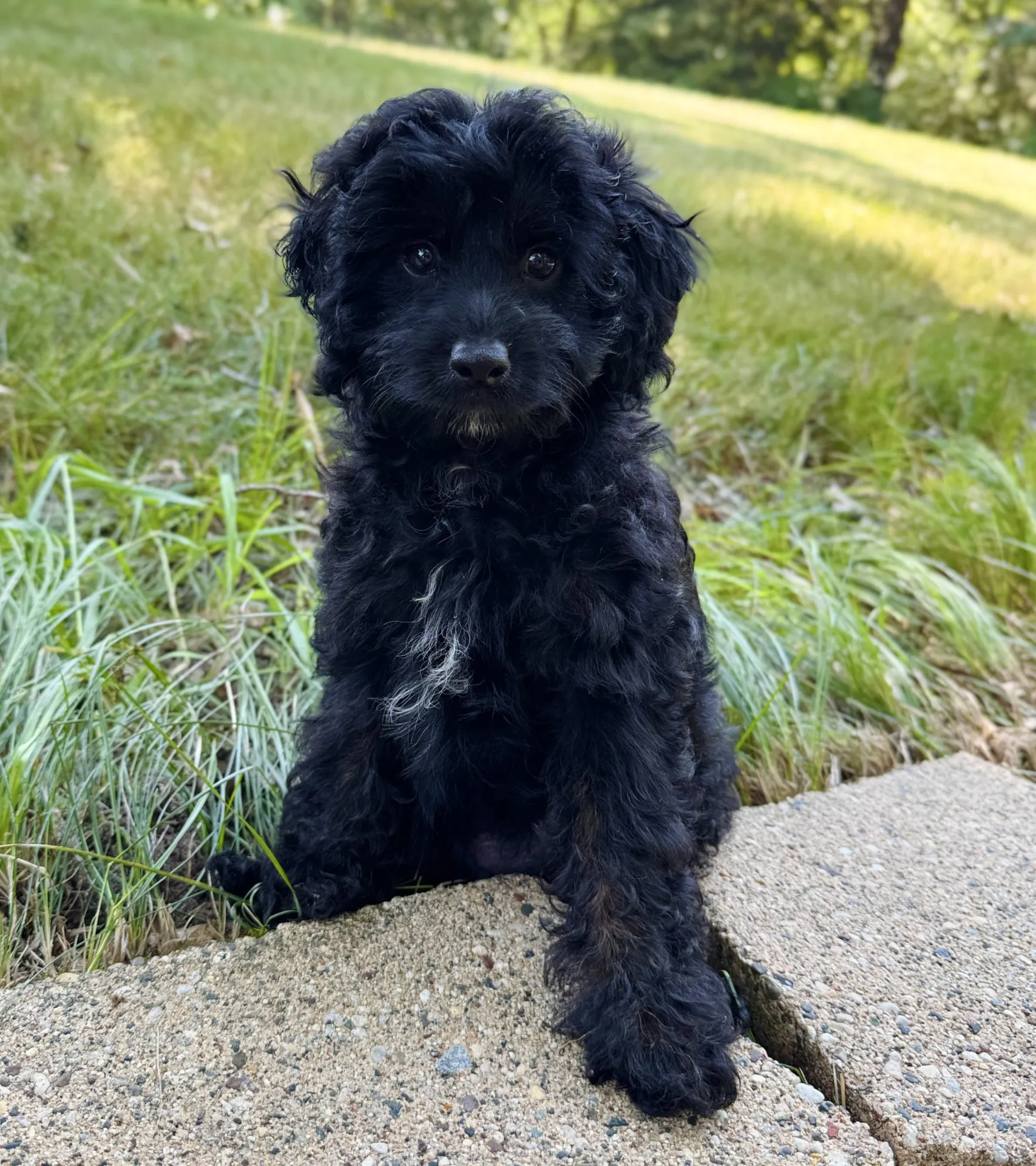 HPF - A small black puppy with a patch of white fur on its chest sits on a concrete path next to green grass, looking at the camera. - Happy Farm Puppies
