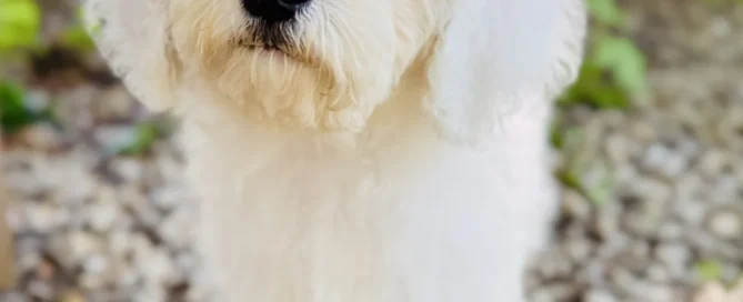 HPF - A small white fluffy dog stands on a wooden ledge outdoors, surrounded by rocks and greenery under a wooden structure. - Happy Farm Puppies