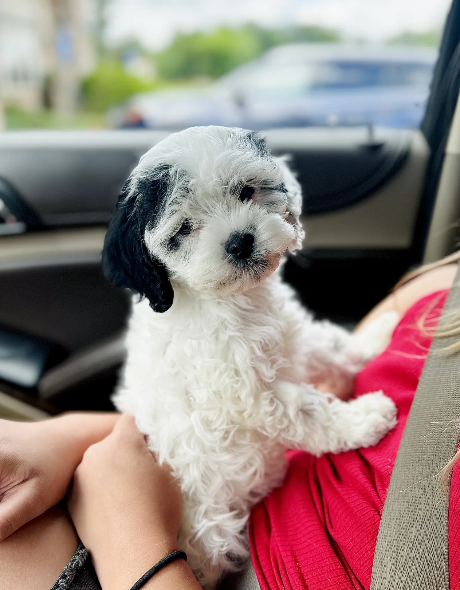 HPF - A small, fluffy black and white puppy sits on a person's lap in a car, looking at the camera. - Happy Farm Puppies
