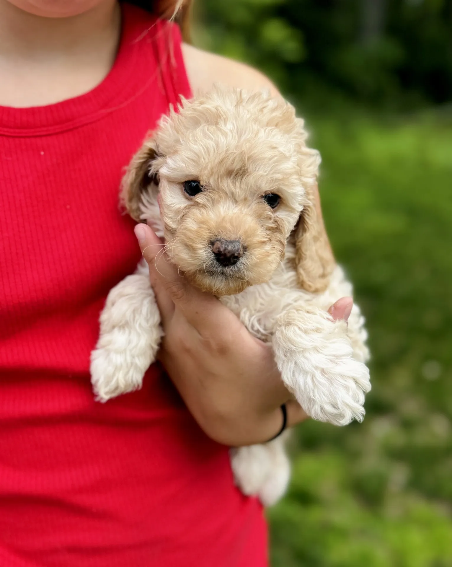 HPF - A person in a red sleeveless top holds a small, light brown curly-haired puppy outdoors with green grass in the background. - Happy Farm Puppies