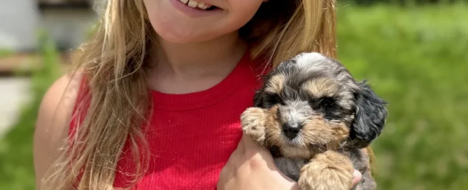 HPF - A young girl with long blonde hair wearing a red sleeveless top smiles while holding a small, fluffy puppy outdoors. - Happy Farm Puppies