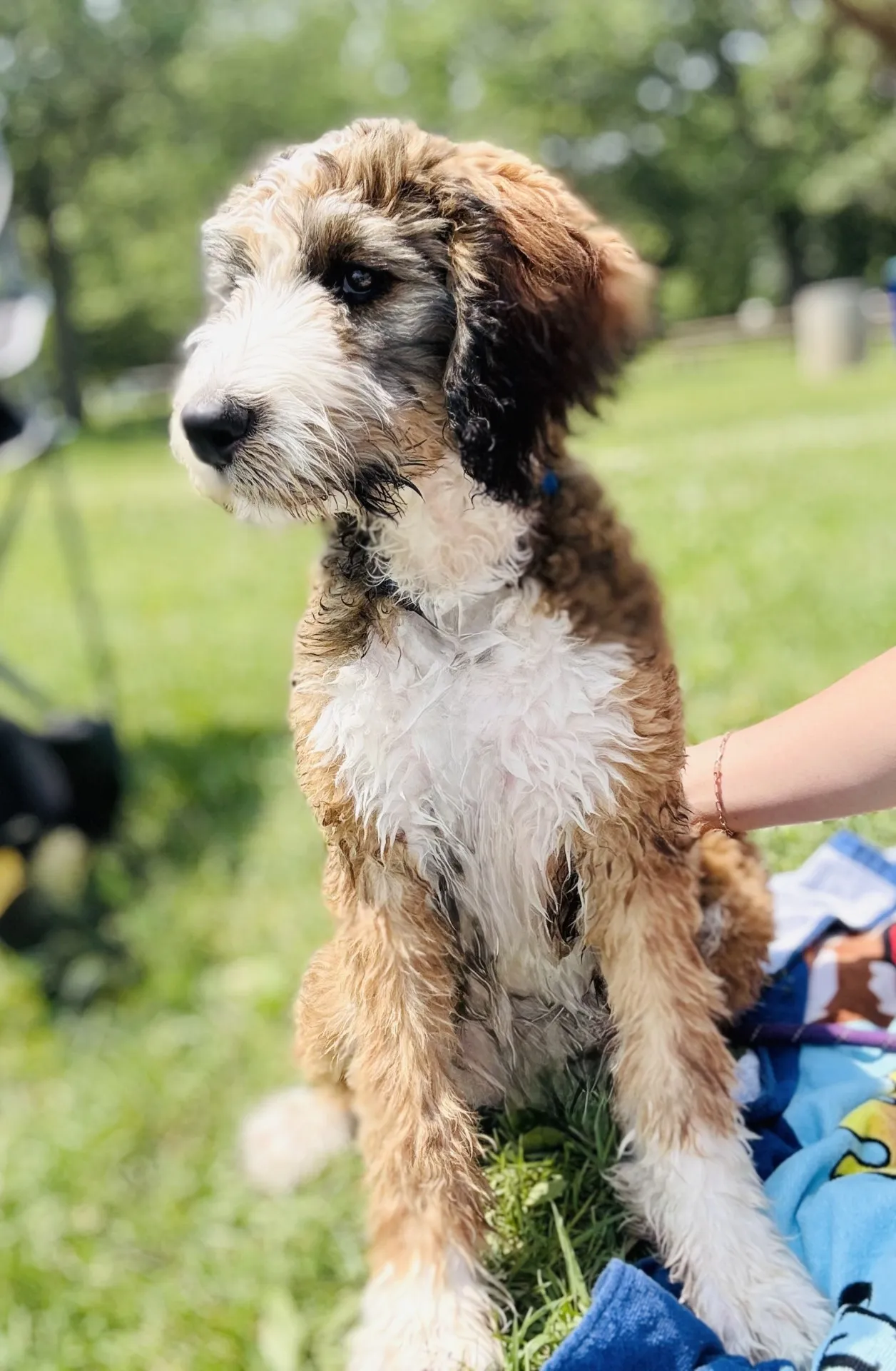 HPF - A fluffy brown and white dog sits on the grass next to a blue blanket, with a person's arm visible beside it in an outdoor setting. - Happy Farm Puppies