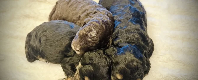 HPF - Three small puppies with dark fur are sleeping close together on a soft, white, fluffy surface. - Happy Farm Puppies