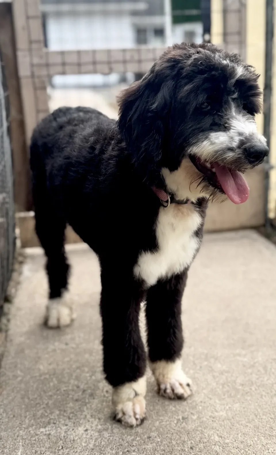 HPF - Black and white dog with a fluffy coat standing on a concrete surface next to a fenced area, mouth open and tongue out. - Happy Farm Puppies
