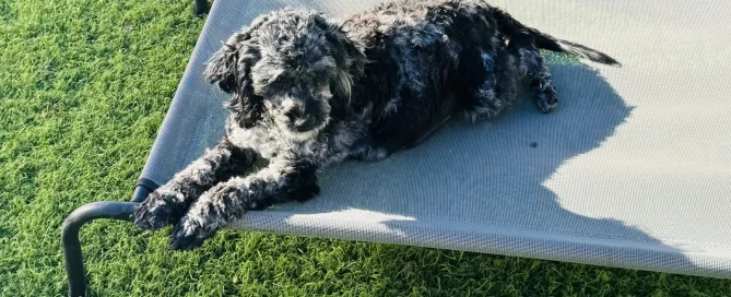 HPF - A small black dog is lying on a raised gray pet bed on a grassy lawn, with sunlight casting shadows across the area. - Happy Farm Puppies