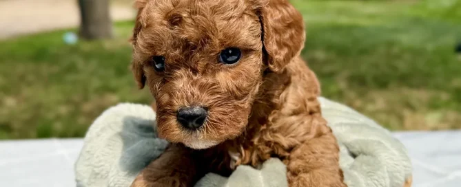 HPF - A small, curly-haired brown puppy sits in a woven basket with a light blanket, outdoors on a table, with green trees in the background. - Happy Farm Puppies