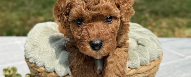 HPF - A brown curly-haired puppy sits in a woven basket on a table outdoors, looking at the camera. - Happy Farm Puppies