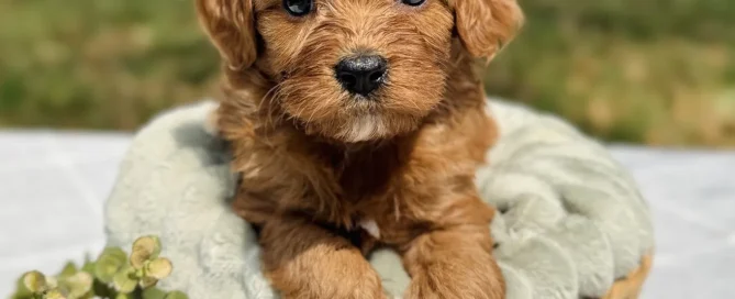 HPF - A small brown puppy sits in a woven basket lined with a soft blanket, outdoors on a table with green foliage nearby. - Happy Farm Puppies