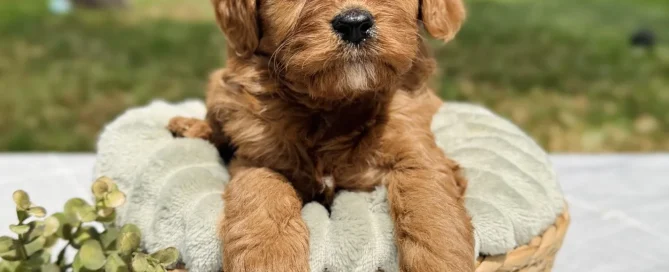 HPF - Small brown puppy sitting in a woven basket on a light-colored table outdoors, with greenery in the background and a sprig of leaves beside the basket. - Happy Farm Puppies