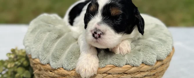 HPF - A small black and white puppy rests on a soft cushion in a woven basket, placed on a white cloth outdoors with greenery in the background. - Happy Farm Puppies