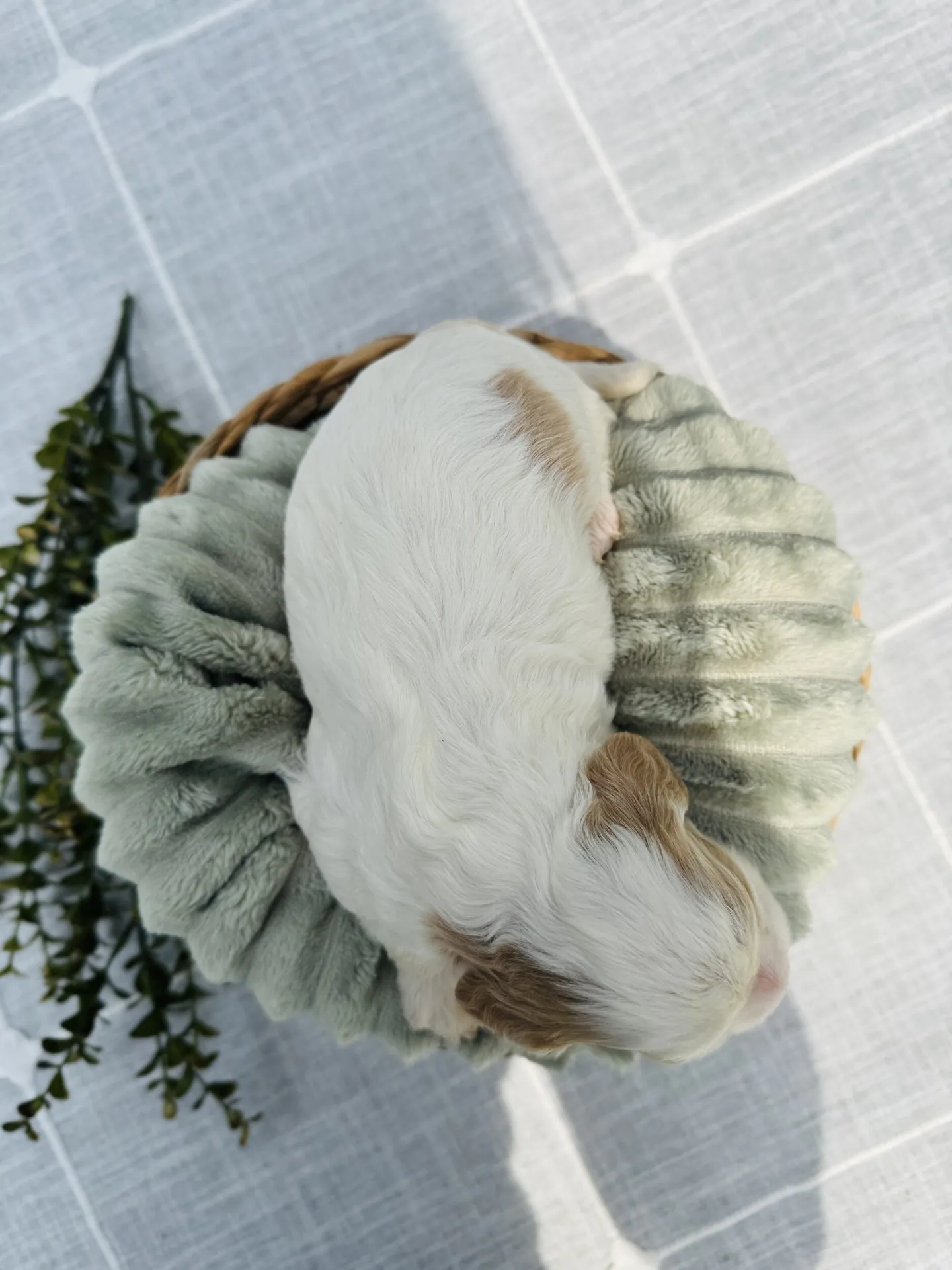 HPF – A small white and brown puppy is curled up on a soft, light green cushion in a basket, viewed from above, with greenery nearby. – Happy Farm Puppies HPF - A small white and brown puppy is curled up on a soft, light green cushion in a basket, viewed from above, with greenery nearby. - Happy Farm Puppies