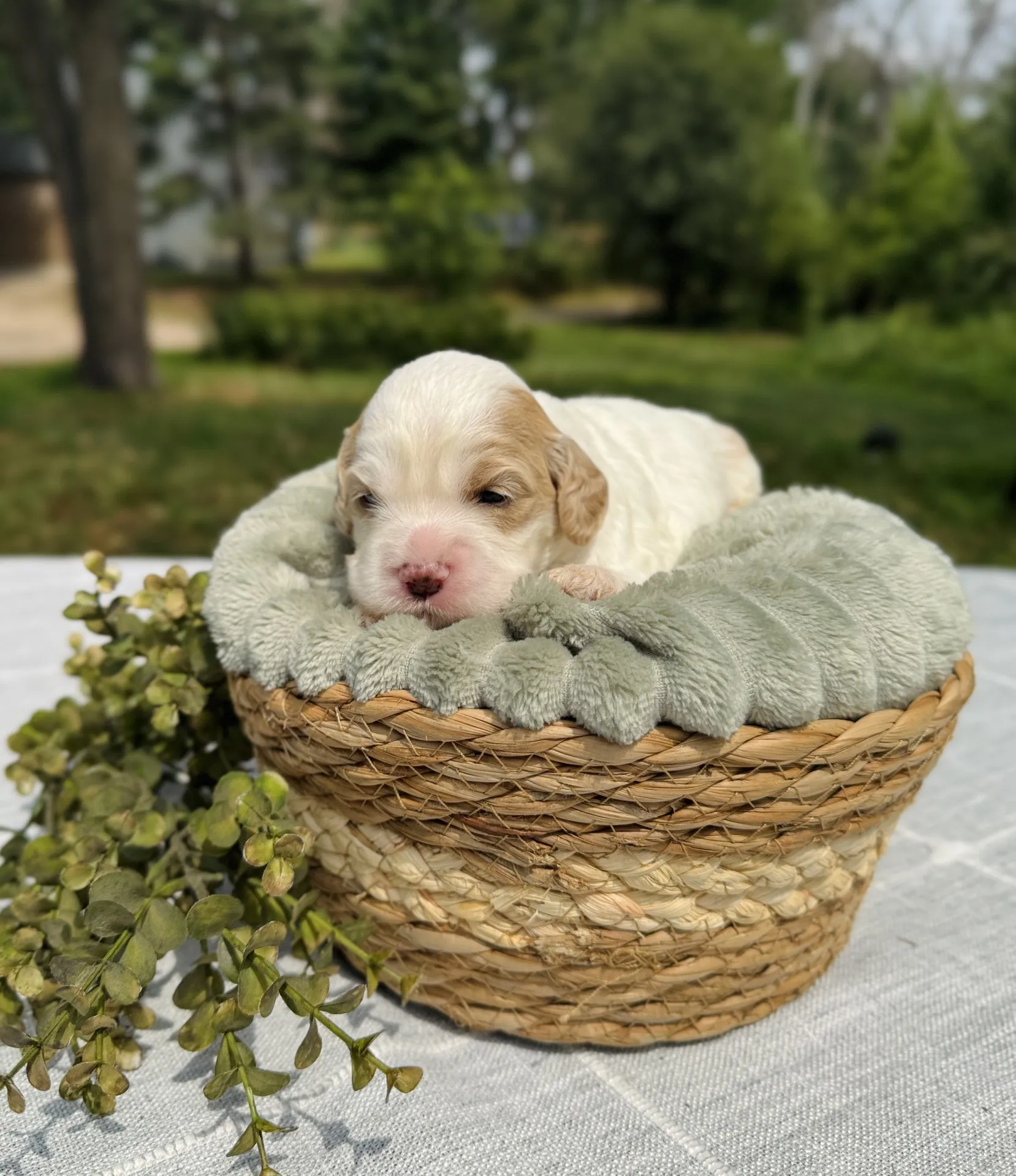 HPF – A small cream and tan puppy rests on a soft blanket inside a woven basket, placed on a white cloth outdoors with green foliage in the background. – Happy Farm Puppies HPF - A small cream and tan puppy rests on a soft blanket inside a woven basket, placed on a white cloth outdoors with green foliage in the background. - Happy Farm Puppies