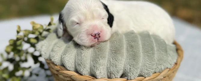 HPF - A newborn white puppy with a black spot on its ear sleeps on a soft grey cushion inside a woven basket, placed outdoors on a table with greenery nearby. - Happy Farm Puppies